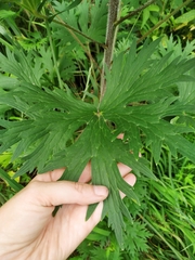 Delphinium retropilosum