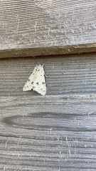 Acronicta vulpina