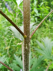 Delphinium retropilosum
