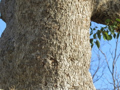 Brachychiton populneus populneus