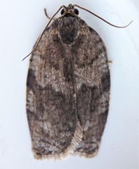 Apotomis removana