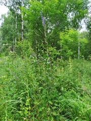 Delphinium retropilosum
