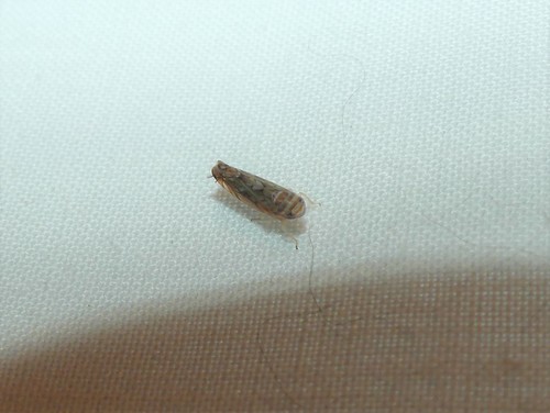 Scaphoideus crassus