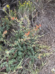 Sphaeralcea munroana