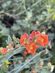 Sphaeralcea munroana