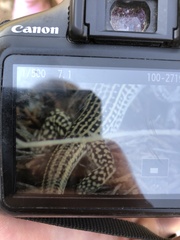 Aspidoscelis neotesselatus