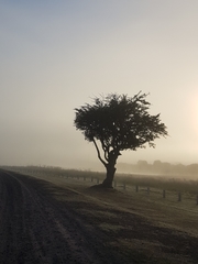 Phyllanthus chacoensis