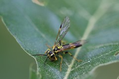 Tenthredo verticalis