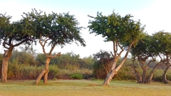 Phyllanthus chacoensis