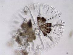 Micrasterias compereana
