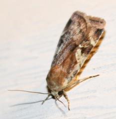 Cryptocala acadiensis