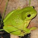 Magnificent Tree Frog - Photo (c) Richard D Reams, some rights reserved (CC BY-NC), uploaded by Richard D Reams
