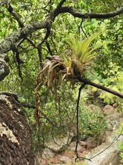 Tillandsia makoyana