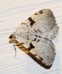 Macaria subcessaria
