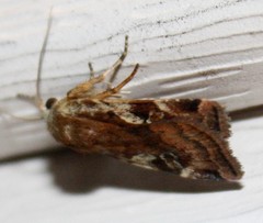 Cryptocala acadiensis