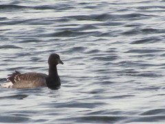 Branta bernicla