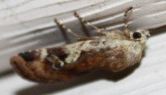 Cryptocala acadiensis