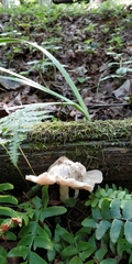 Tricholoma columbetta