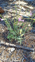 Penstemon californicus