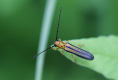 Oberea tripunctata