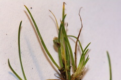 Isolepis caligenis