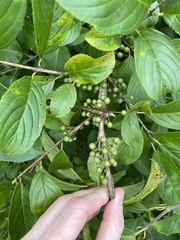 Rhamnus utilis