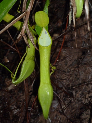 Image of Nepenthes reinwardtiana by no rights reserved