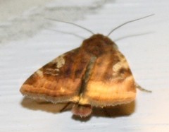Cryptocala acadiensis