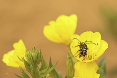 Typocerus sparsus