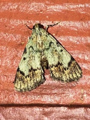 Epipaschia