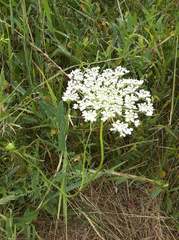 Daucus carota