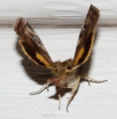 Cryptocala acadiensis