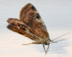 Cryptocala acadiensis