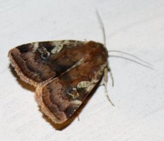 Cryptocala acadiensis