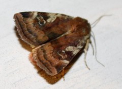 Cryptocala acadiensis