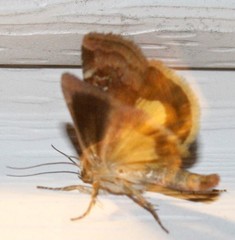 Cryptocala acadiensis