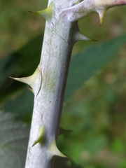 Rubus croceacanthus