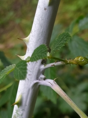Rubus croceacanthus