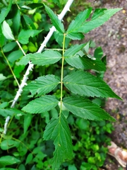 Rubus croceacanthus