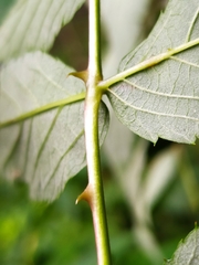 Rubus croceacanthus