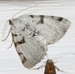 Macaria subcessaria