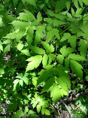 Actaea rubra rubra