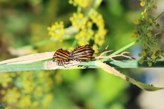 Graphosoma lineatum siciliensis