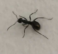 Tapinoma sessile