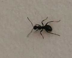 Tapinoma sessile