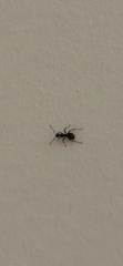 Tapinoma sessile