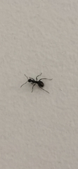 Tapinoma sessile