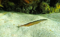 Sticharium dorsale