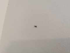 Tapinoma sessile