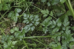 Coptis aspleniifolia